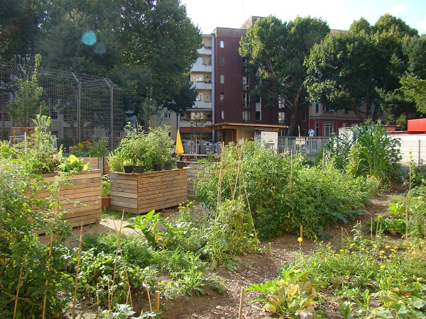 Das nachbarschaftliche Engagement zahlt sich aus: Der Frobengarten wächst und gedeiht. Bild: gruppeF, QM, Nachbarschaftszentrum Steinmetzstraße